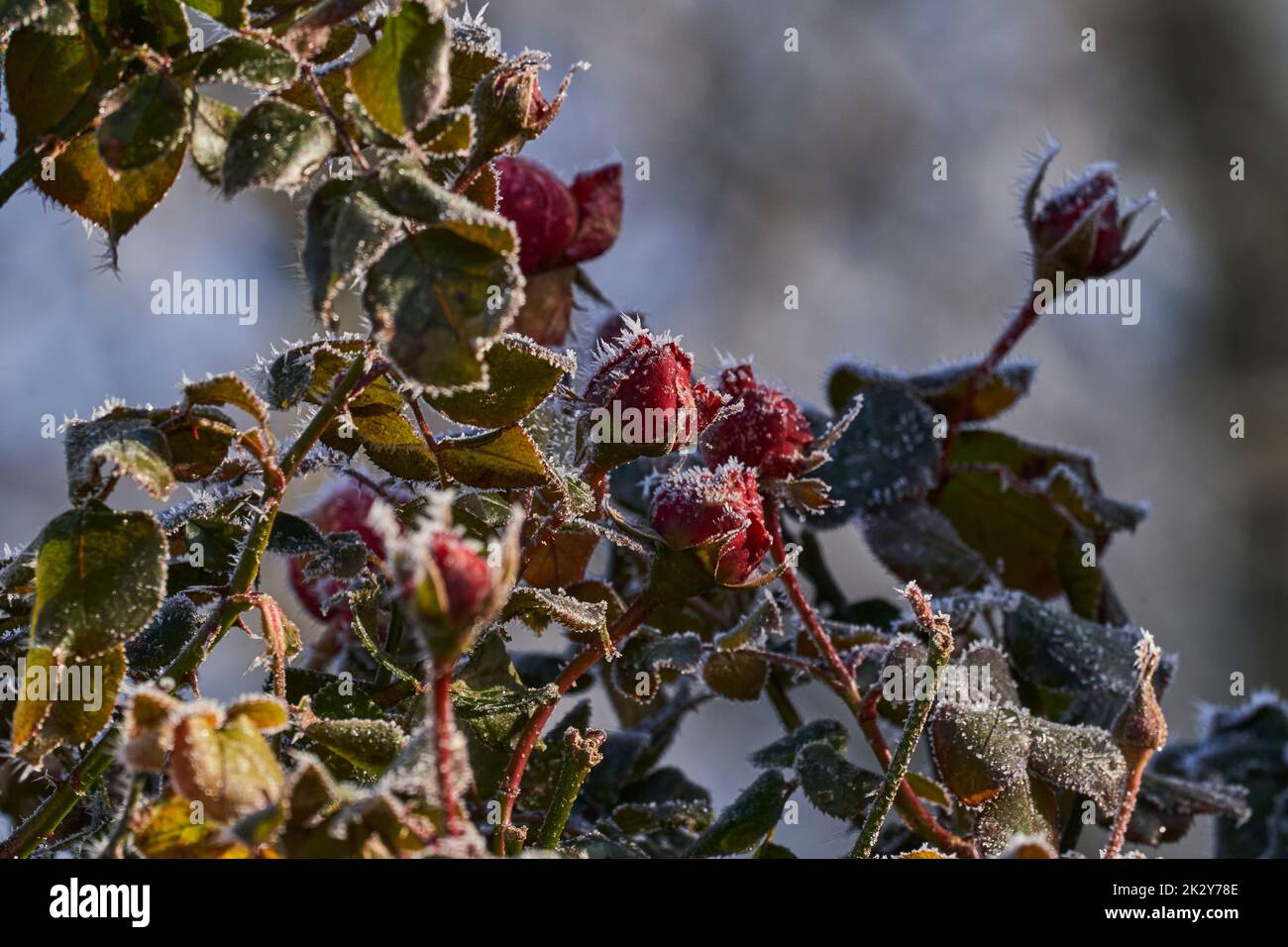 Reif auf schönen roten Rosen. Auch Raureif, Strahlungsfrost oder Pruina ...