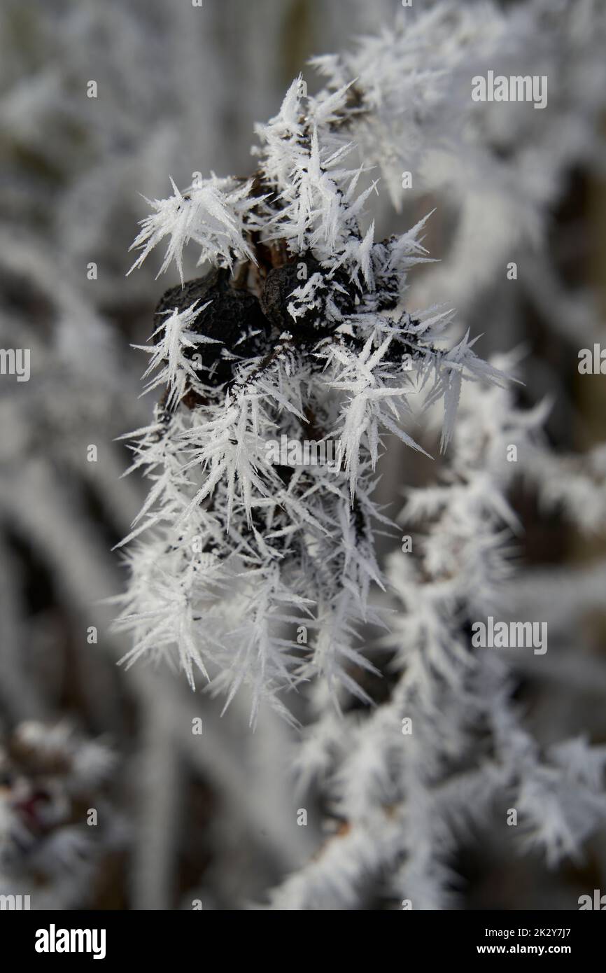 Raureif, auch Raureif, Strahlungsfrost oder Pruina, sind weiße Eiskristalle, die sich auf dem Boden ablagern oder lose an exponierten Objekten wie angebracht sind Stockfoto