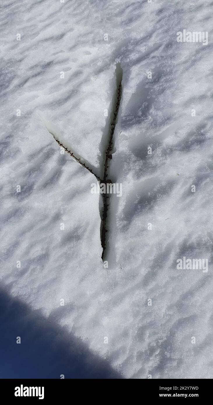 Ein Zweig Lärche fiel in den Schnee Stockfoto