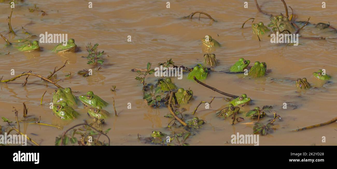 Eine Menge Frösche in einem großen Teich; eine Armee von Fröschen, die in einem großen Wasserteich aus Sri Lanka unter Wasser- und Wasserpflanzen auf dem Wasser skittern Stockfoto