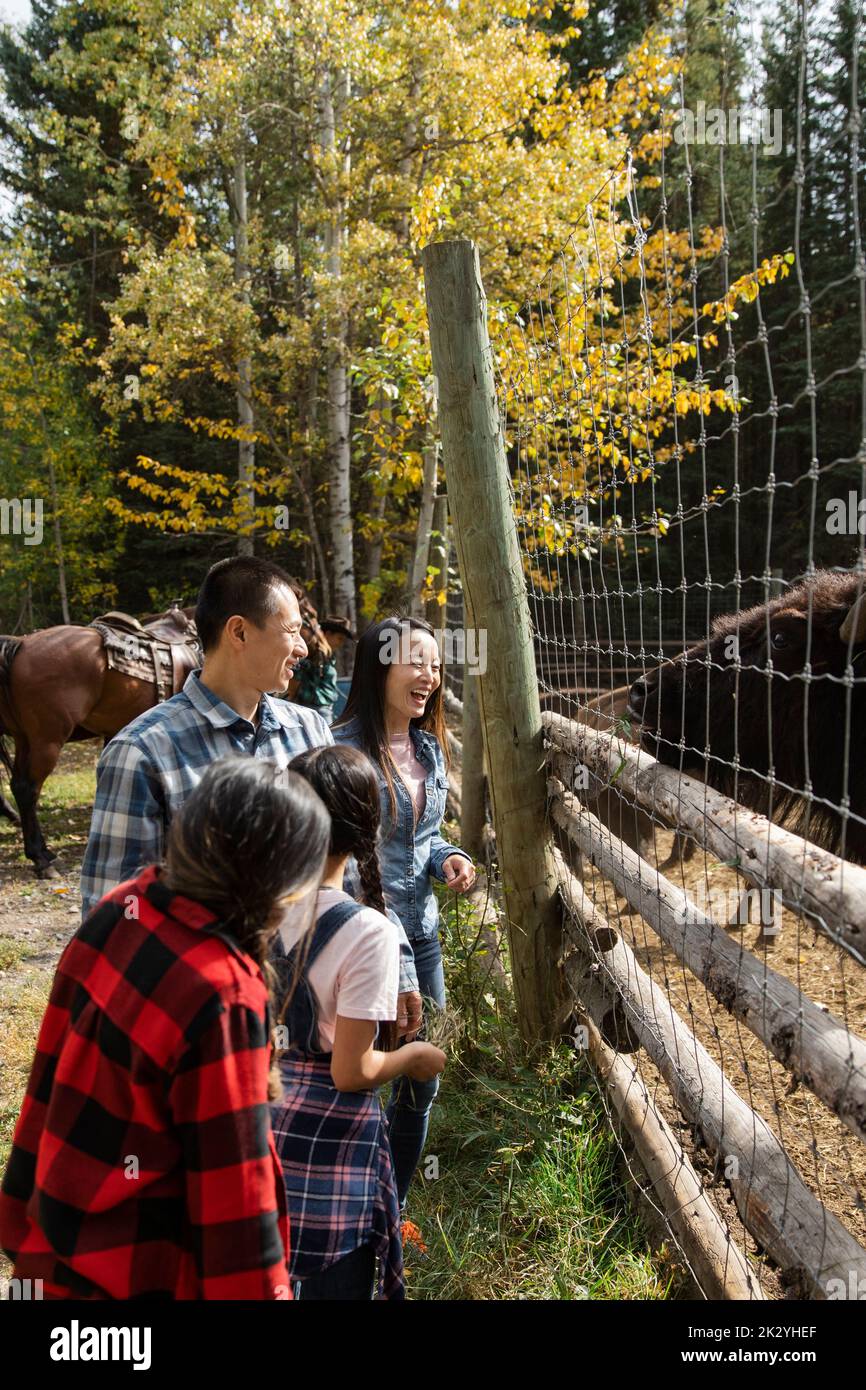 Familie füttert Bisons am sonnigen ländlichen Zaun Stockfoto