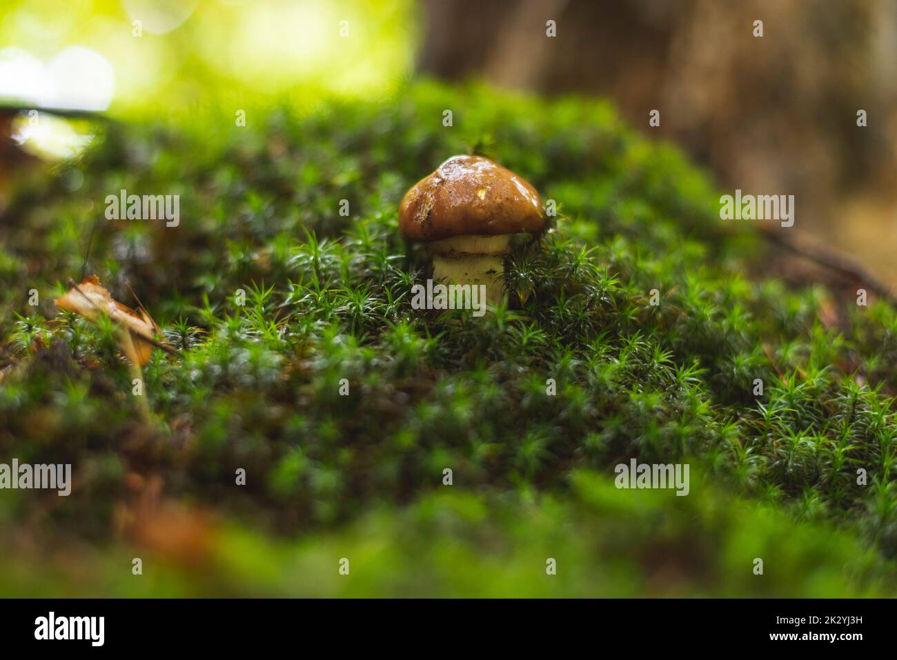Einzelpilze, die im Moos im Wald wachsen Stockfoto
