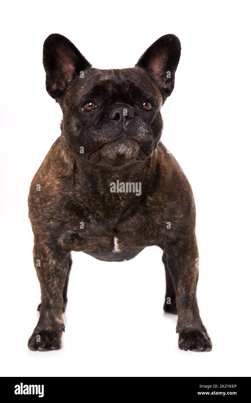 Französische Bulldogge auf weißem Hintergrund Stockfoto