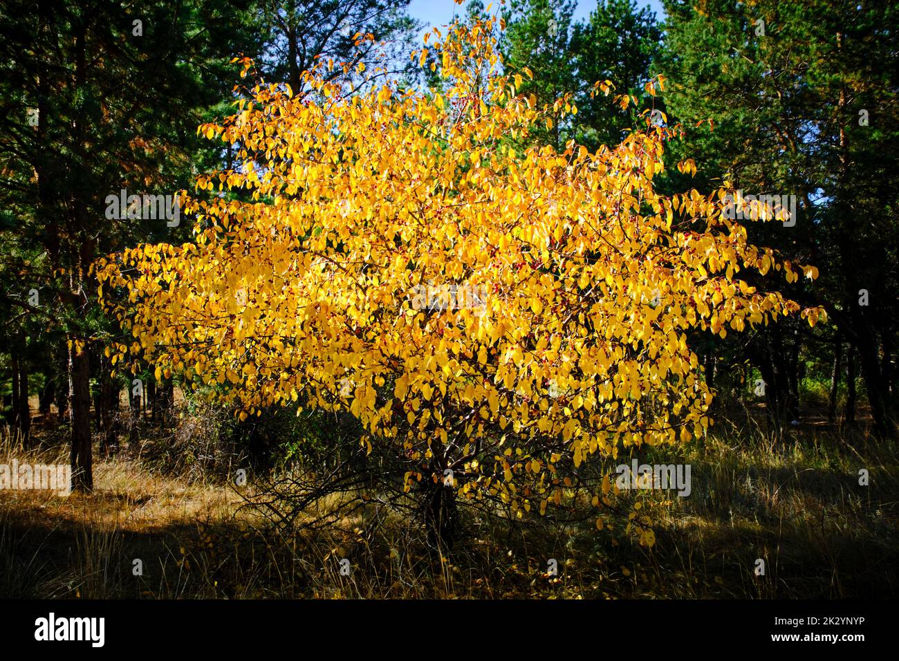 Wilder Apfelbaum mit hellgelbem Laub im Herbst vor grünen Kiefern im Hintergrund Stockfoto