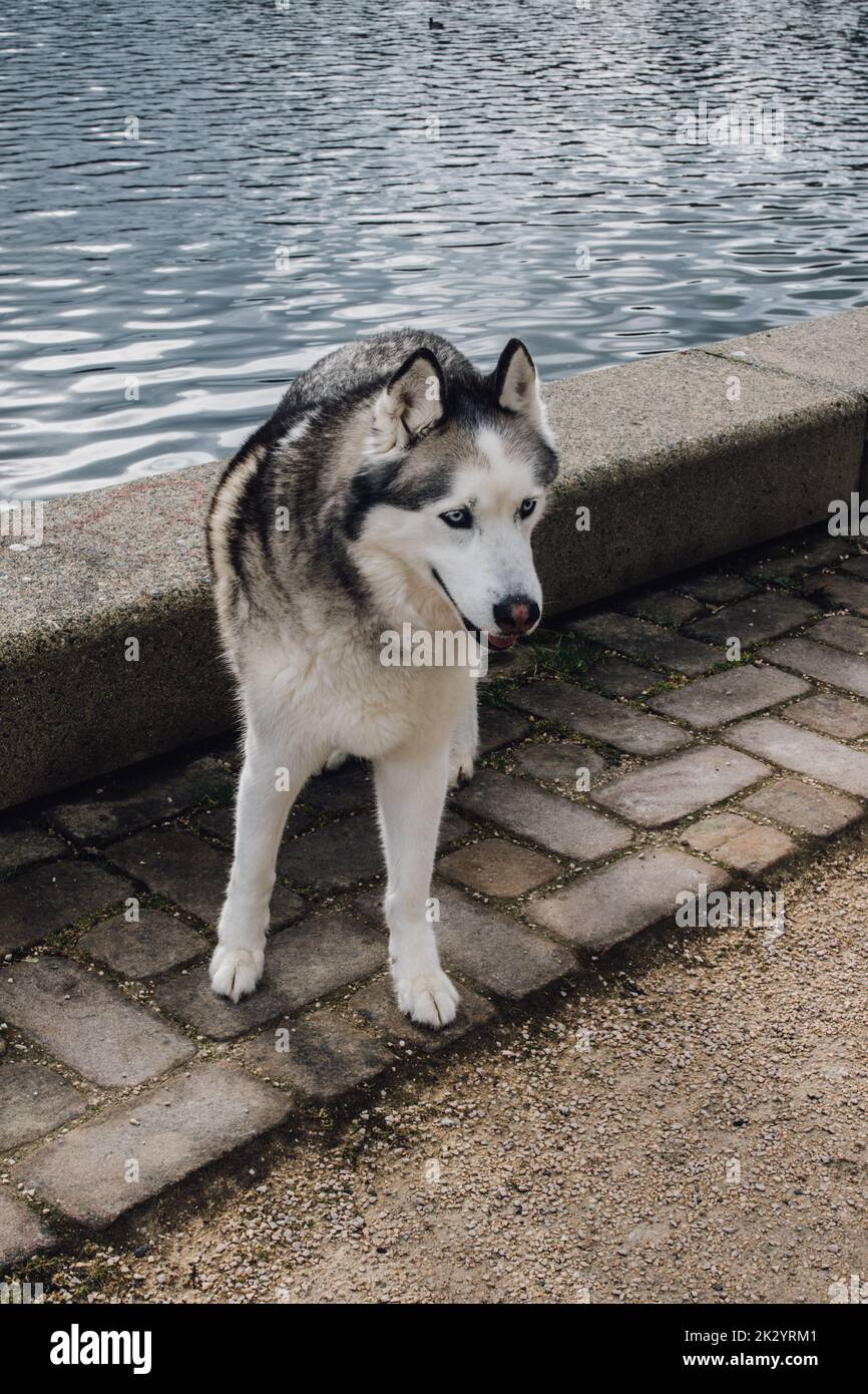 sibirischer Husky Hund auf einem Gehweg am Wasser, See Stockfoto