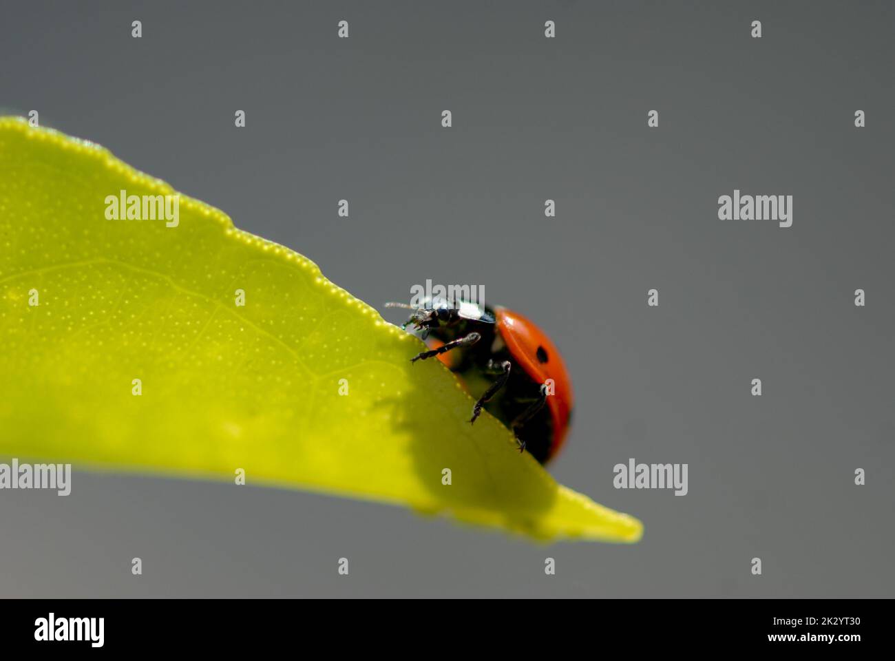 Gewöhnlicher 7 (sieben) Fleck Marienkäfer, der am Rand eines grünen Blattes entlang läuft, Flügel geschlossen und Kopf im Blick mit enger Schärfentiefe. Stockfoto