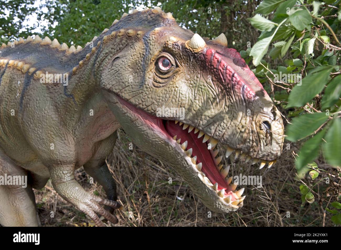 Lebensgroßes Modell von Allosaurus ein großer karnosaurischer Theropod-Dinosaurier, der im späten Jura lebt Stockfoto
