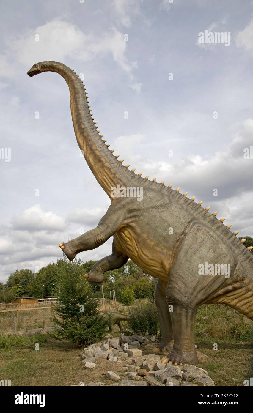 Lebensgroßes Modell des Apatosaurus ein pflanzenfressender Sauropoden-Dinosaurier, der im späten Jurassic All Things Wild, Honeybourne, Großbritannien, lebte Stockfoto
