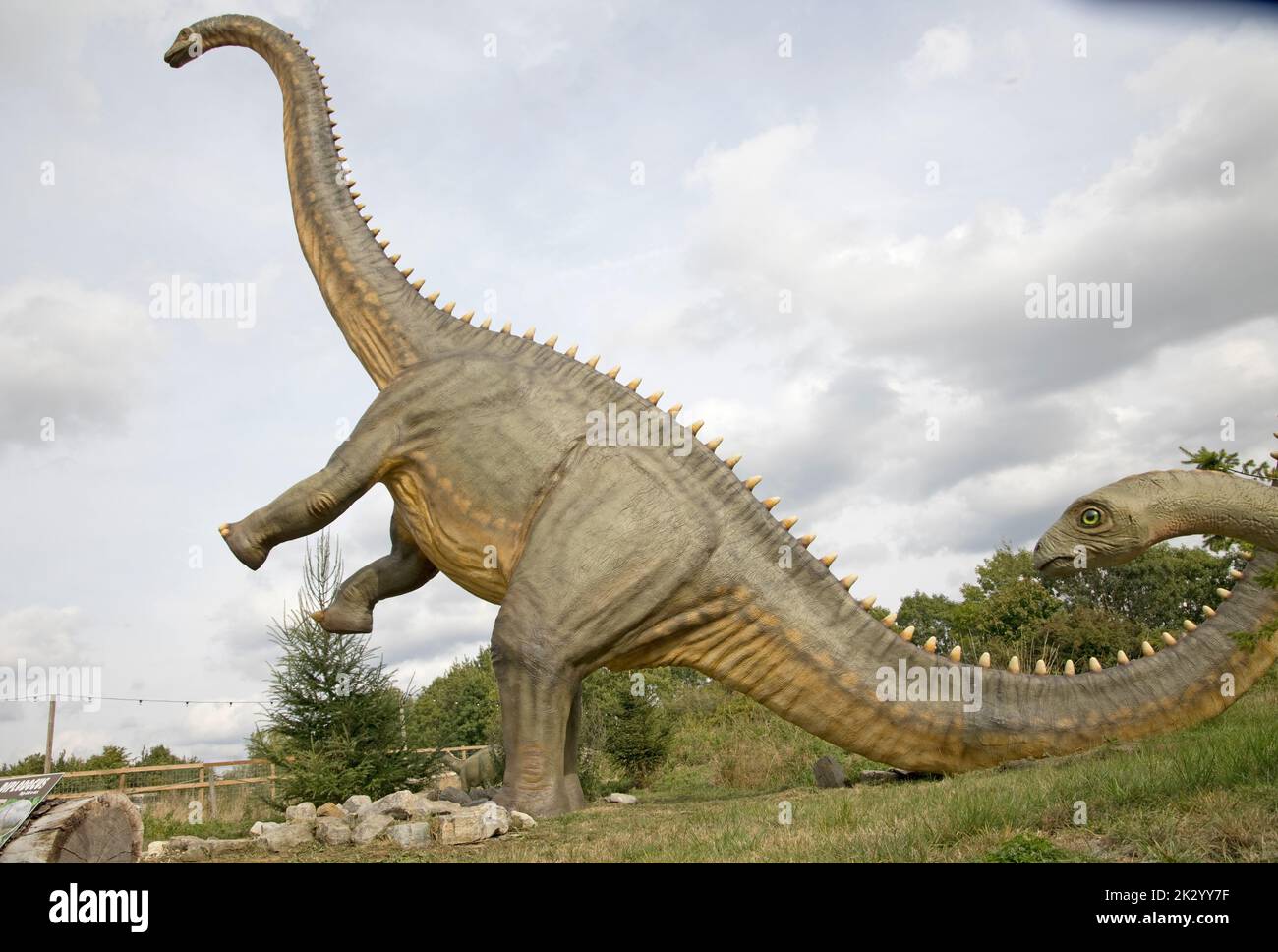 Lebensgroßes Modell des Apatosaurus ein pflanzenfressender Sauropoden-Dinosaurier, der im späten Jurassic All Things Wild, Honeybourne, Großbritannien, lebte Stockfoto