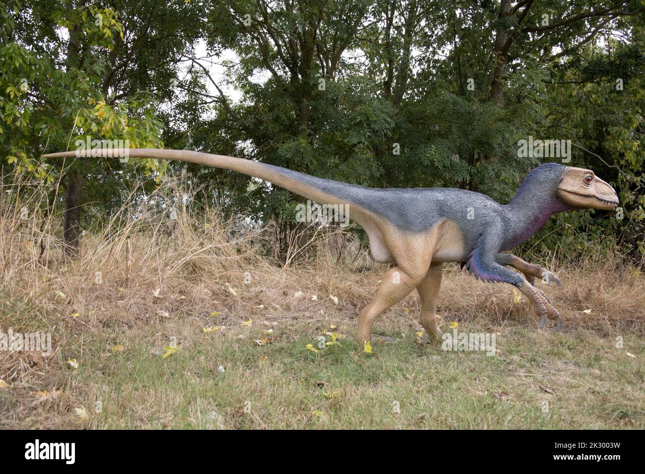 Lebensgroßes Modell von Deinonychus, einem kleinen fleischfressenden Theropod-Dinosaurier All Things Wild, Honeybourne, Großbritannien Stockfoto