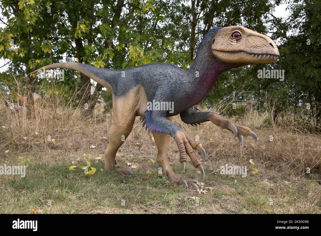 Lebensgroßes Modell von Deinonychus, einem kleinen fleischfressenden Theropod-Dinosaurier All Things Wild, Honeybourne, Großbritannien Stockfoto