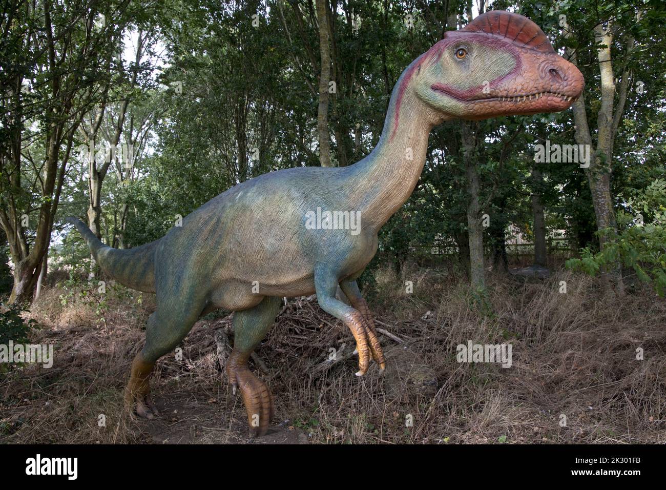 Das lebensgroße Modell des Dilophosaurus mit zwei knöchernen Kämmen auf dem Kopf war ein sich schnell bewegender, fleischfressender Dinosaurier des frühen Jurassic at All Things Wild, Hone Stockfoto