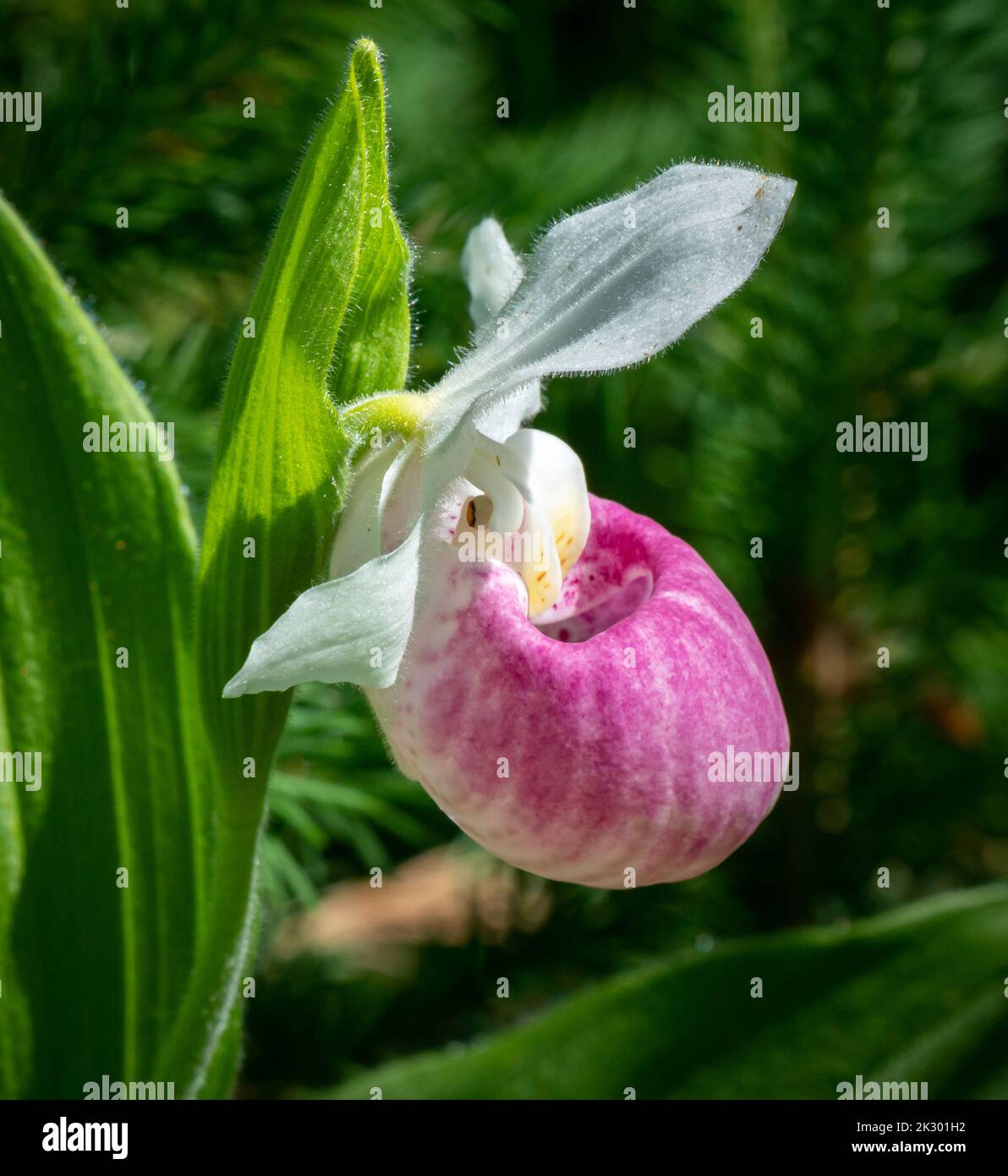 Auffällige Lady’s Slipper in voller Blüte aus nächster Nähe. Stockfoto