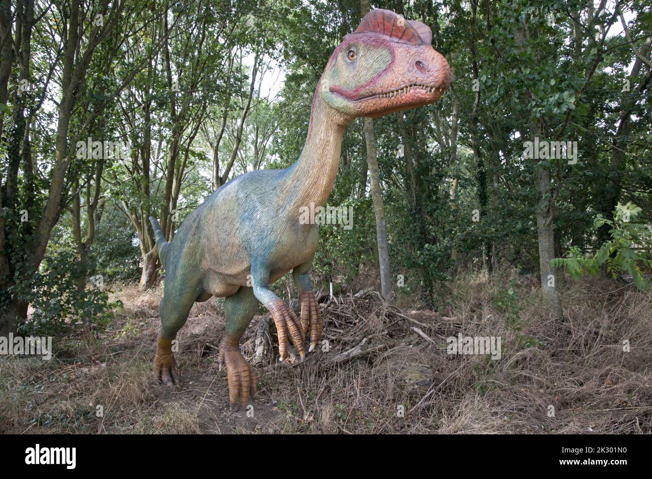 Das lebensgroße Modell des Dilophosaurus mit zwei knöchernen Kämmen auf dem Kopf war ein sich schnell bewegender, fleischfressender Dinosaurier des frühen Jurassic at All Things Wild, Hone Stockfoto