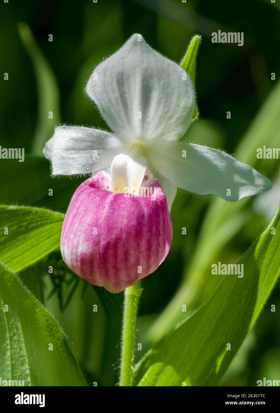 Auffällige Lady’s Slipper in voller Blüte aus nächster Nähe. Stockfoto