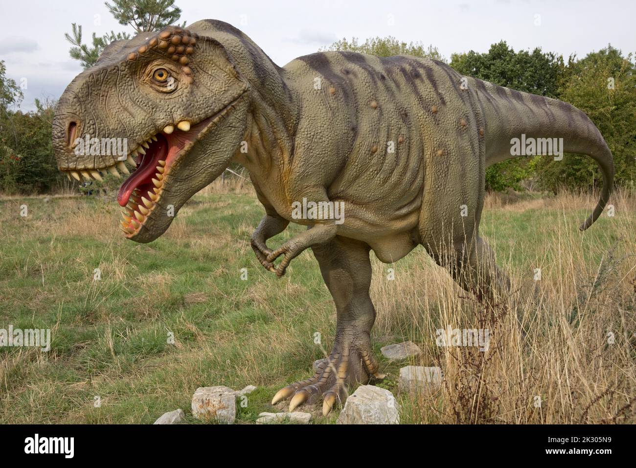 Lebensgroßes Modell des Tyrannosaurus rex ein riesiger zweibäugigen Thermood-Dinosaurier bei All Things Wild, Honeybourne, Großbritannien Stockfoto