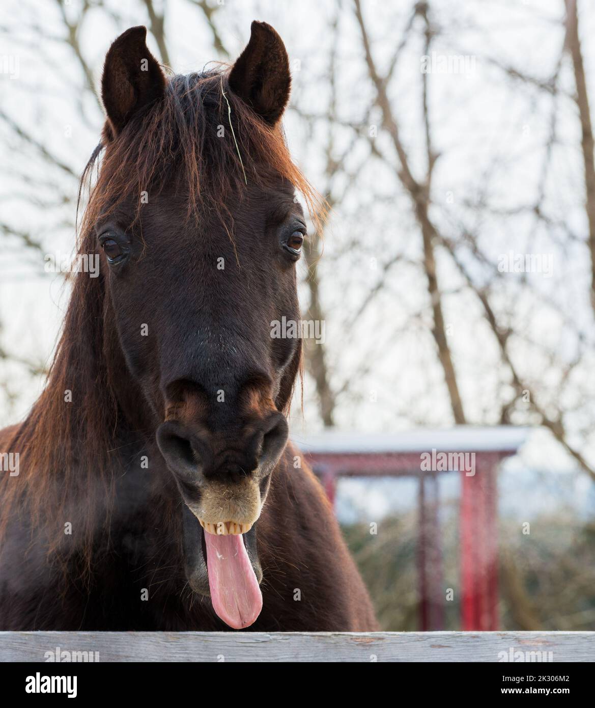 Ein Pferd, das seine Zunge herausstreckt. Es ist ein kalter und dunkler Tag, und man kann seinen Atem in der Luft sehen. Rechts ist Platz für Text. Stockfoto