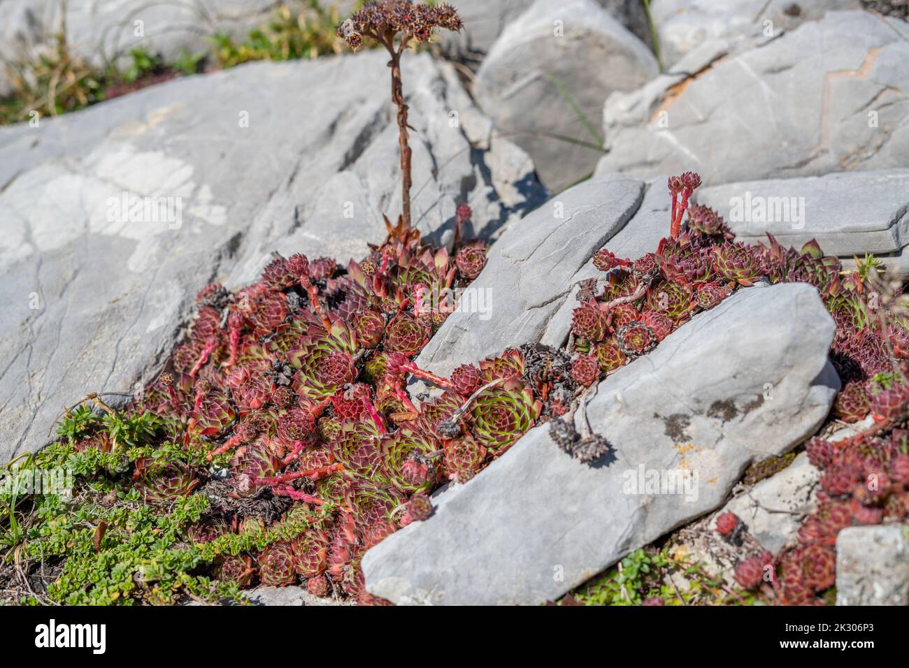 Hausbäche mit getrockneter Blume auf dem Stein/Felsen auf dem Feld auf dem Berg, umgeben von Gras im Herbst Stockfoto