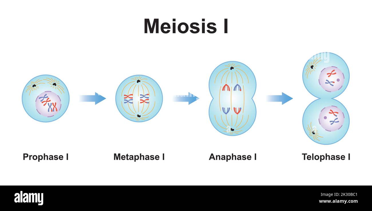Wissenschaftliche Gestaltung von Meiosis 1. Die erste Phase des Meiosisierungsprozesses. Bunte Symbole. Vektorgrafik. Stock Vektor