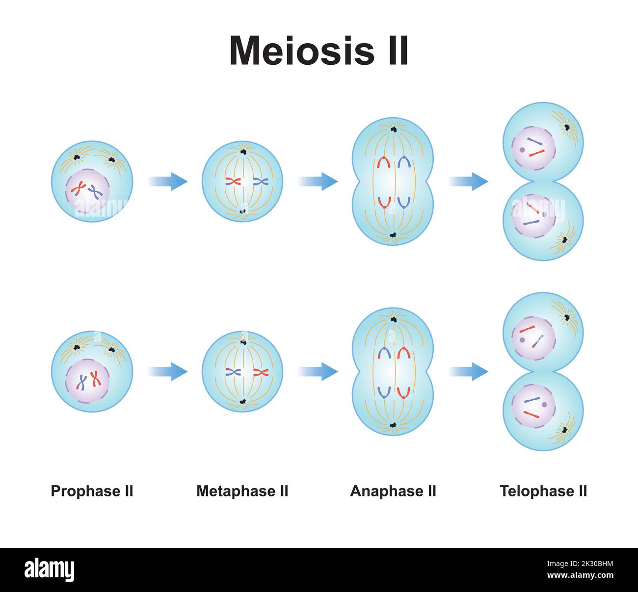 Wissenschaftliche Gestaltung von Meiosis 2. Die zweite Phase des Meiosisierungsprozesses. Bunte Symbole. Vektorgrafik. Stock Vektor