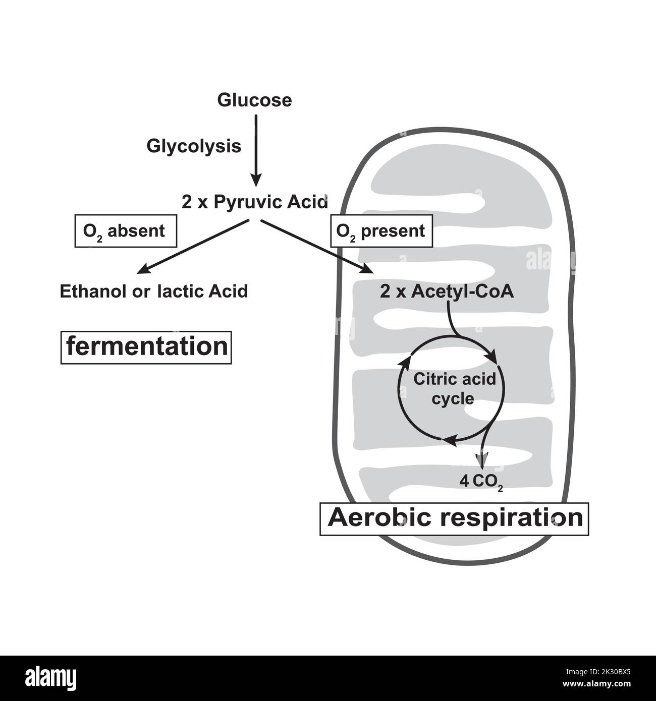 Anaerobe glykolyse Schwarzweiß-Stockfotos und -bilder - Alamy