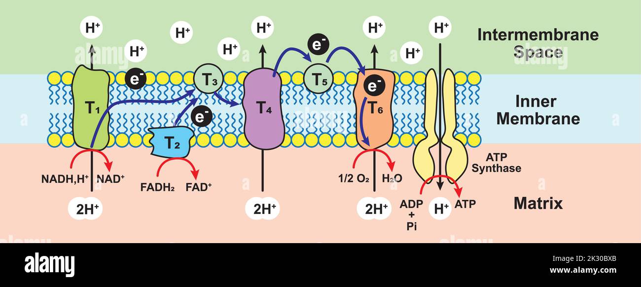 Oxidative-Phyloylierung. Elektronentransportkette. Bunte Symbole. Vektorgrafik. Stock Vektor