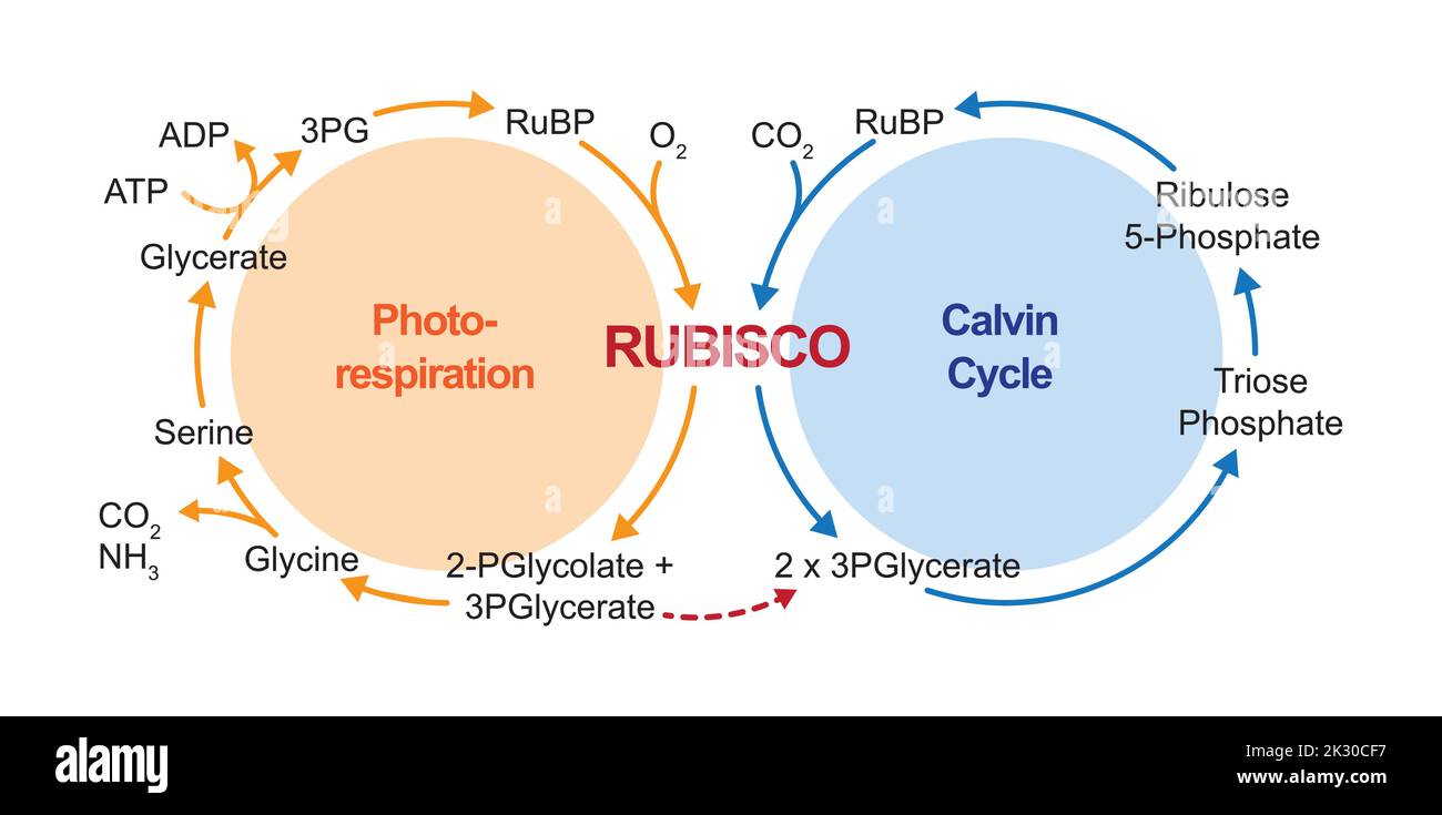 Wissenschaftliche Gestaltung der Photorespiration. Oxidativer Photosynthetischer Kohlenstoffkreislauf. Fotorespiration Und Calvin-Zyklus. Vektorgrafik. Stock Vektor