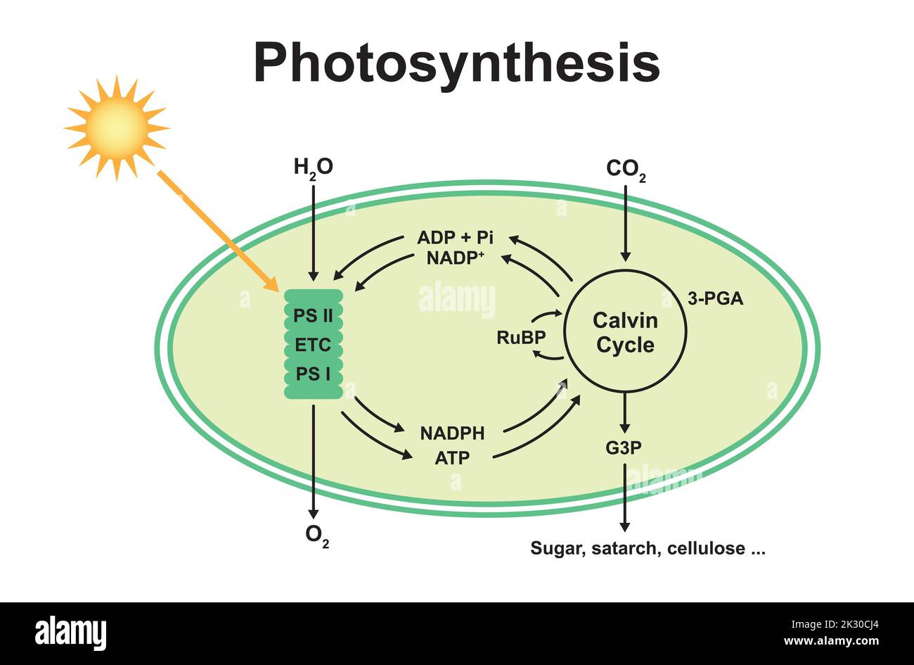 Wissenschaftliche Gestaltung des Photosyntheseprozesses. Bunte Symbole. Vektorgrafik. Stock Vektor