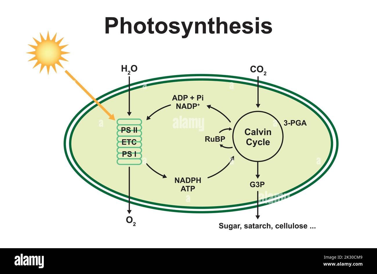 Wissenschaftliche Gestaltung des Photosyntheseprozesses. Bunte Symbole. Vektorgrafik. Stock Vektor