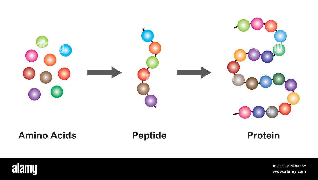 Wissenschaftliches Design der biochemischen Struktur von Aminosäuren, Peptiden und Proteinen Molekulares Modell. Vektorgrafik. Stock Vektor