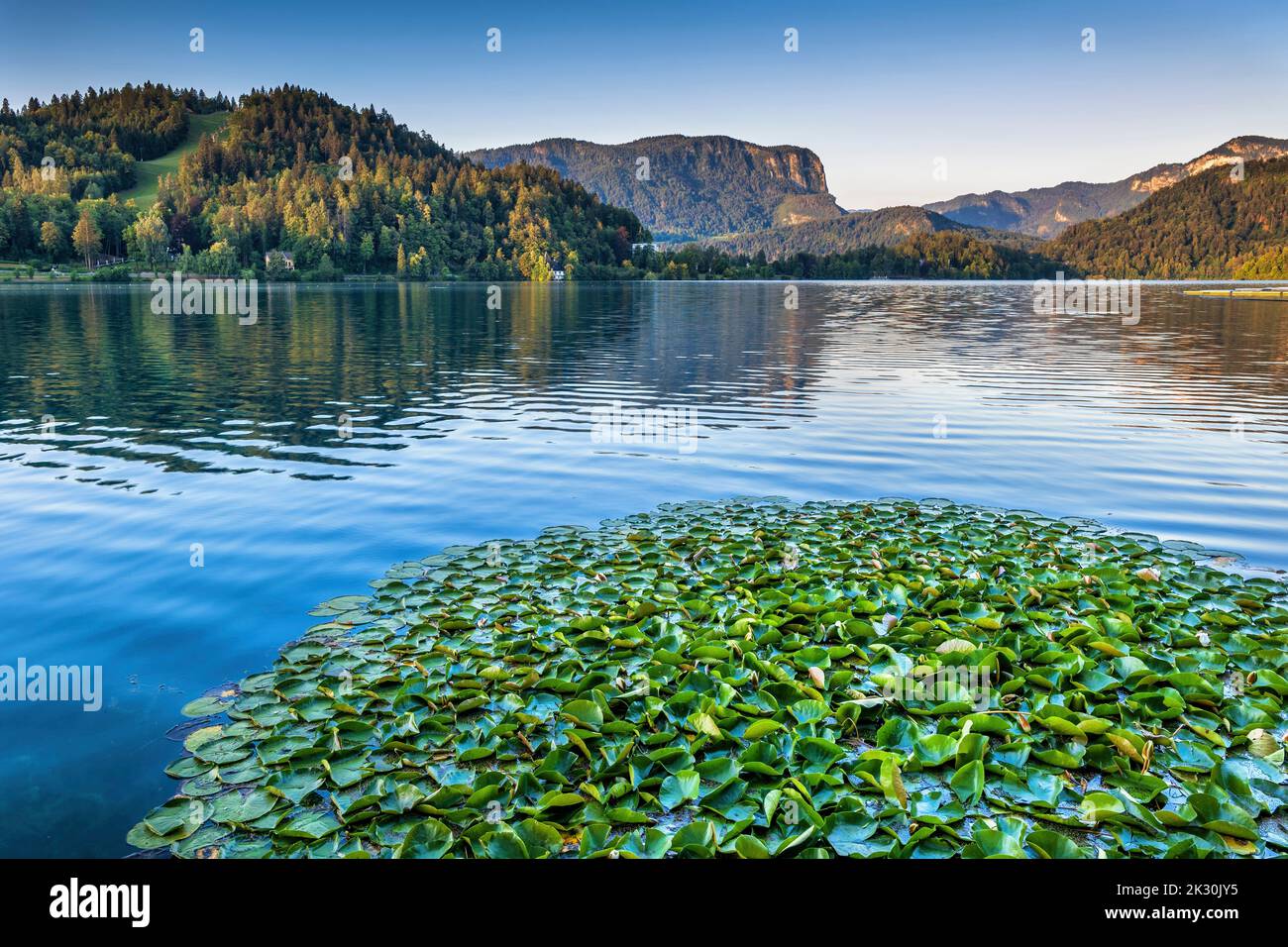 Slowenien, Oberkrain, Seerosen am Ufer des Bleder Sees Stockfoto