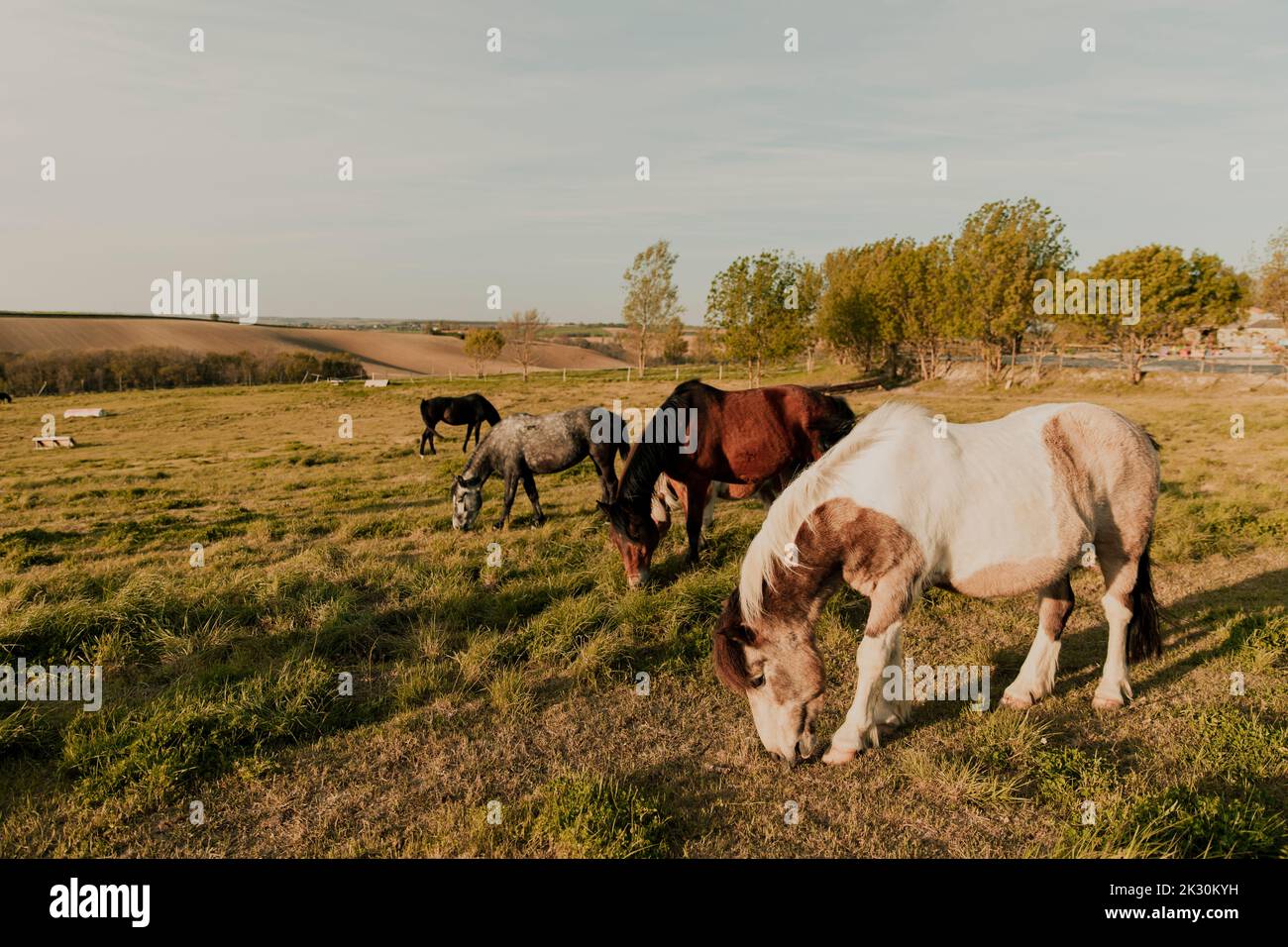 Pferde grasen zusammen auf dem Feld an sonnigen Tag Stockfoto