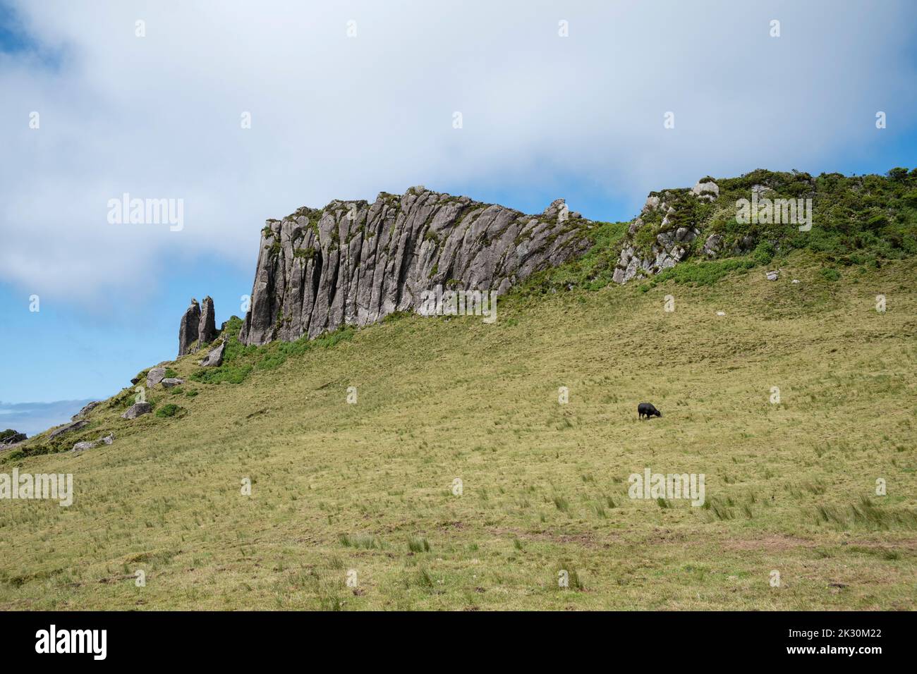 Portugal, Azoren, Rocha dos Frades Klippe auf Flores Insel mit grasenden Kuh auf Ackerland Stockfoto