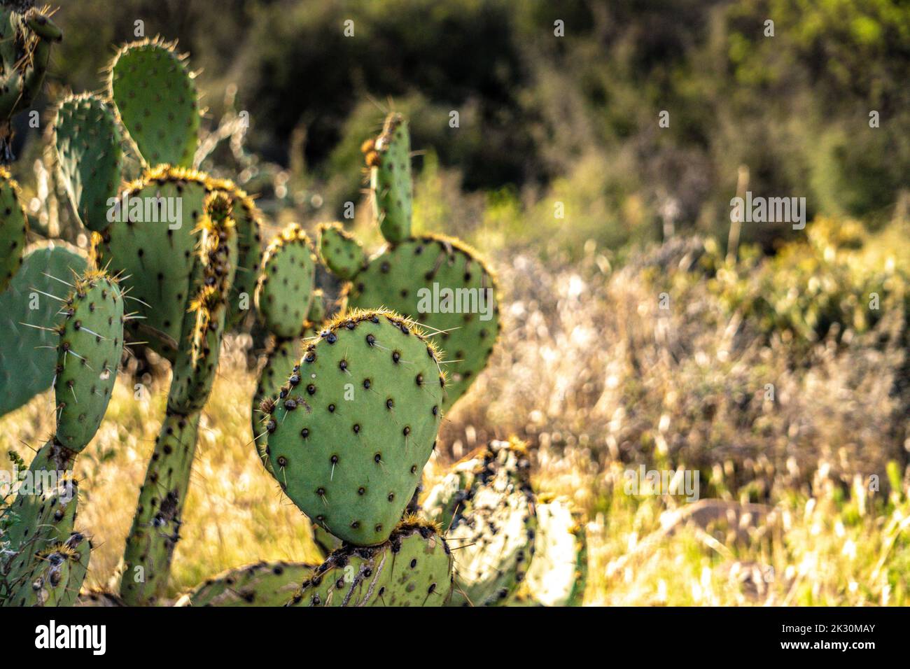 panoramablick auf arizona Stockfoto