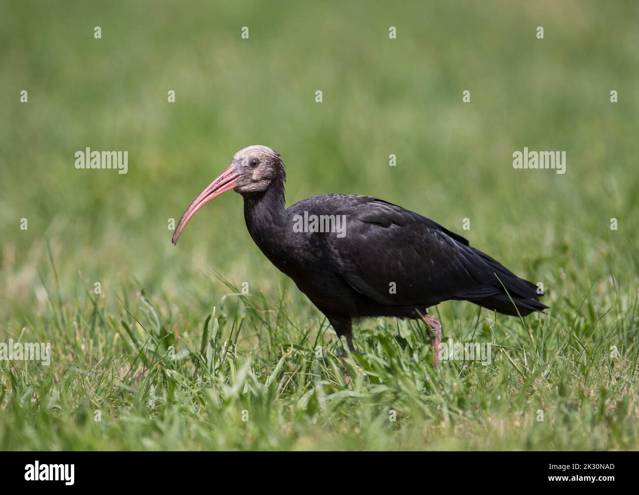 Nordkahleier (Geronticus eremita) im Gras stehend Stockfoto