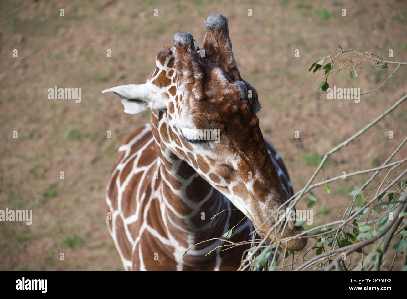 netzartige giraffe Stockfoto