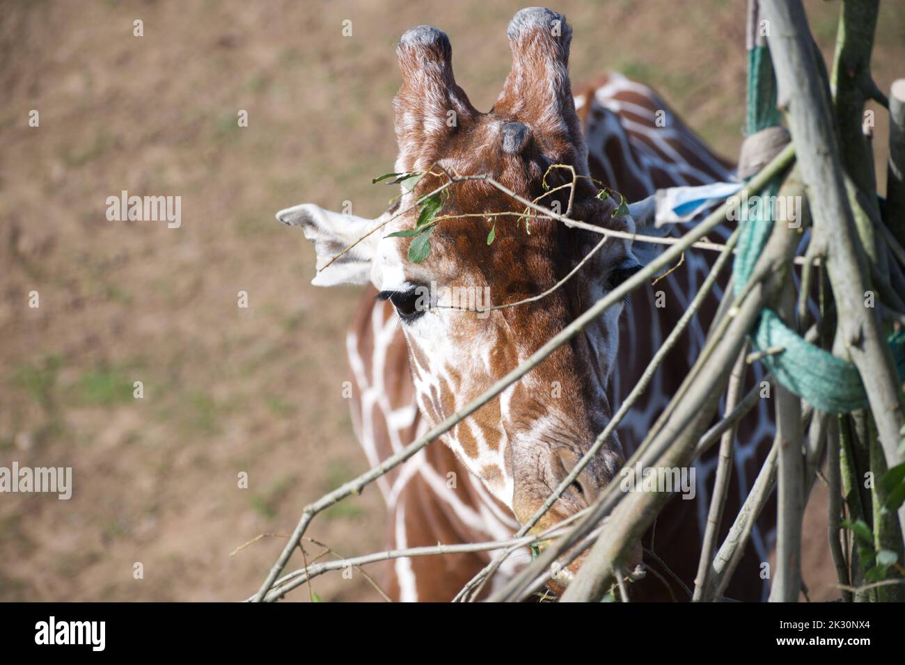 netzartige giraffe Stockfoto