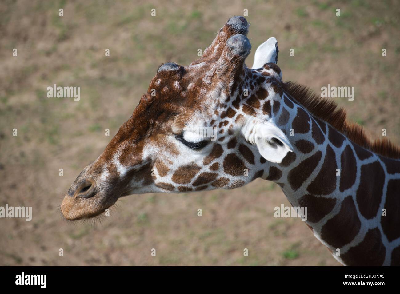 netzartige giraffe Stockfoto