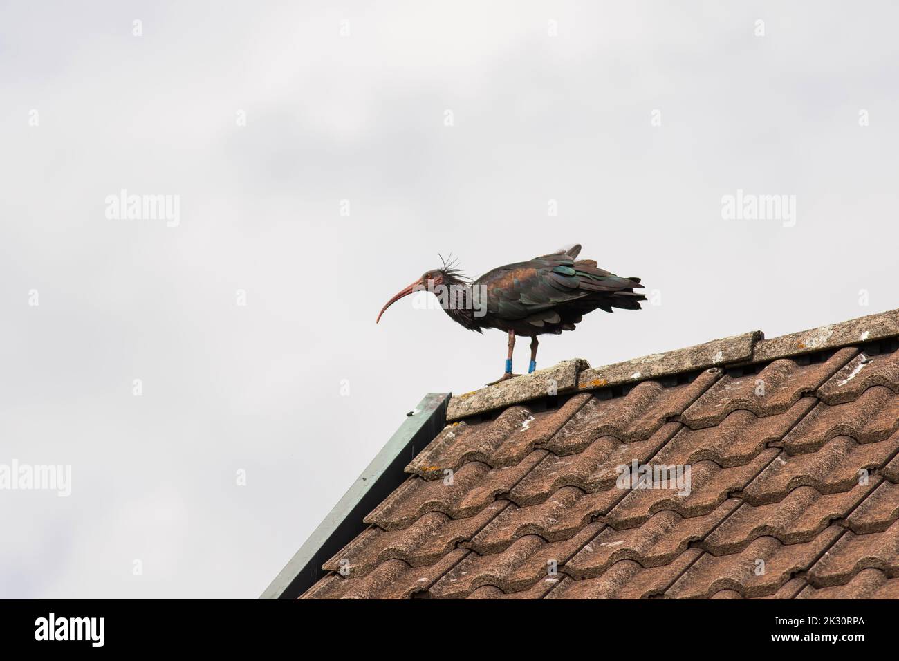 Nördlicher Weißkopfachs (Geronticus eremita) auf einem Ziegeldach Stockfoto