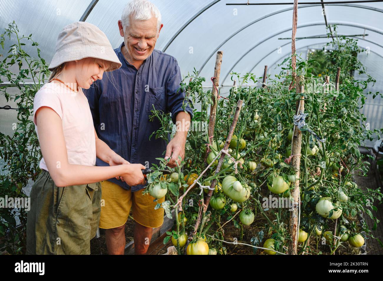 Älterer Mann mit Enkelin, der Tomaten im Treibhaus erntet Stockfoto