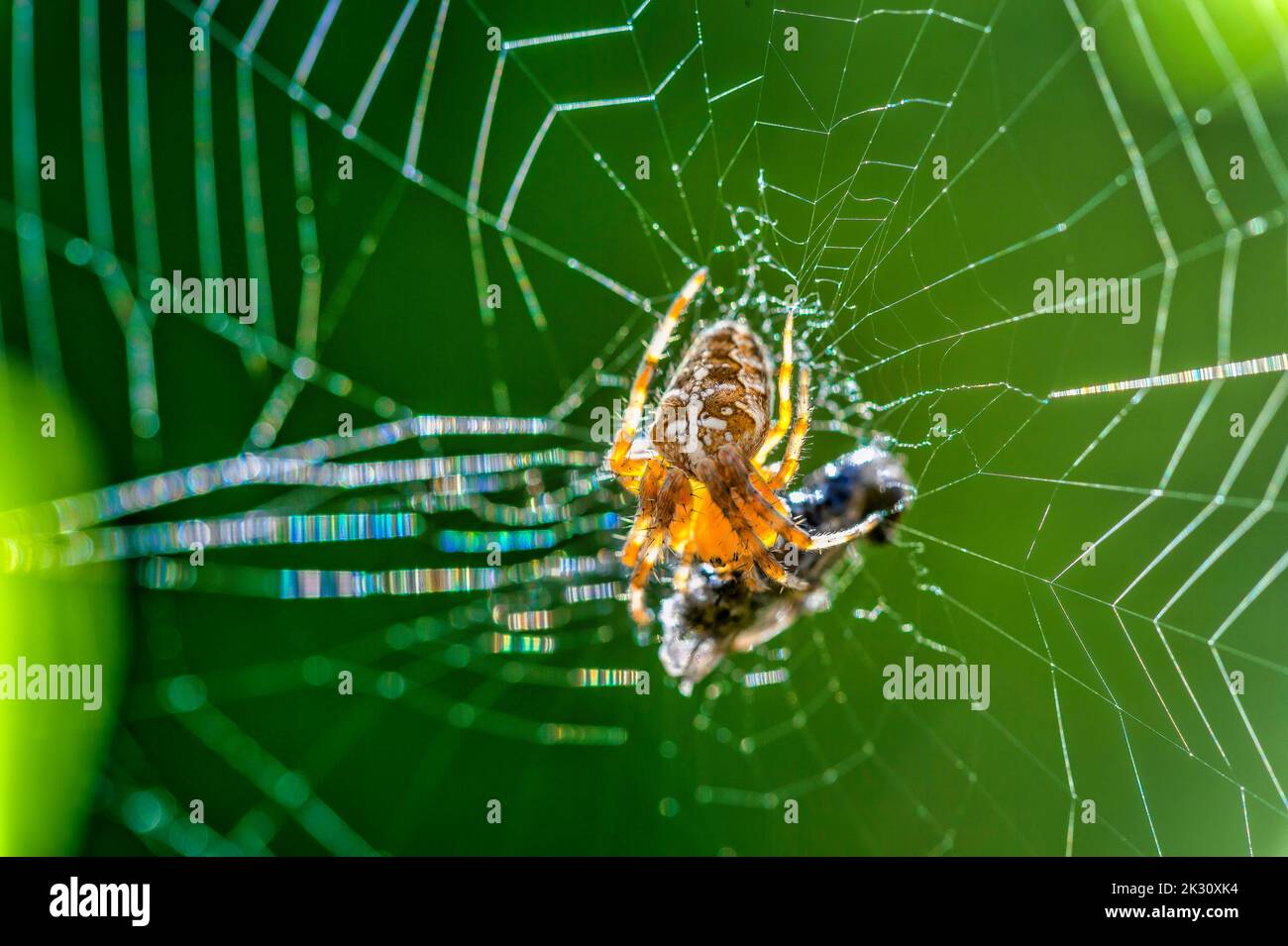 Gartenkreuzspinne, die Beute im Netz frisst Stockfoto