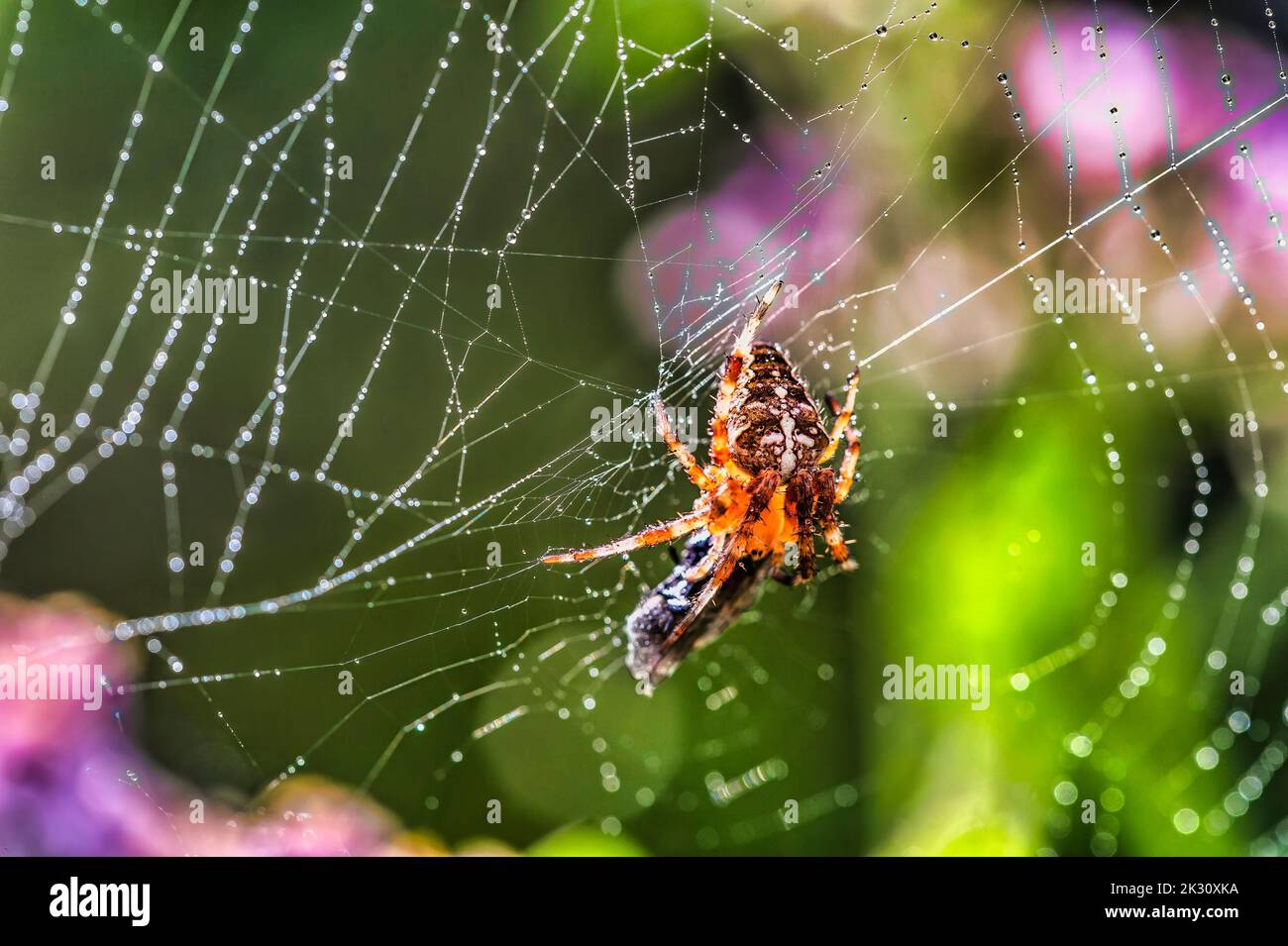Gartenkreuzspinne mit Beute im Netz Stockfoto