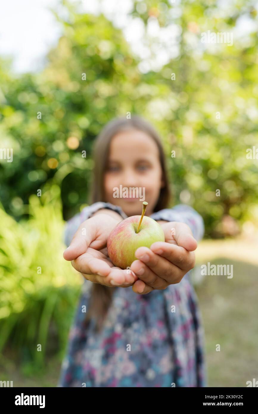 Mädchen mit den Händen geschmpft hält frischen Apfel im Garten Stockfoto
