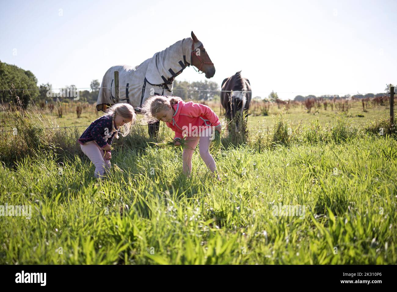 Mädchen pflücken Gras auf dem Feld von Pferden im Hintergrund Stockfoto