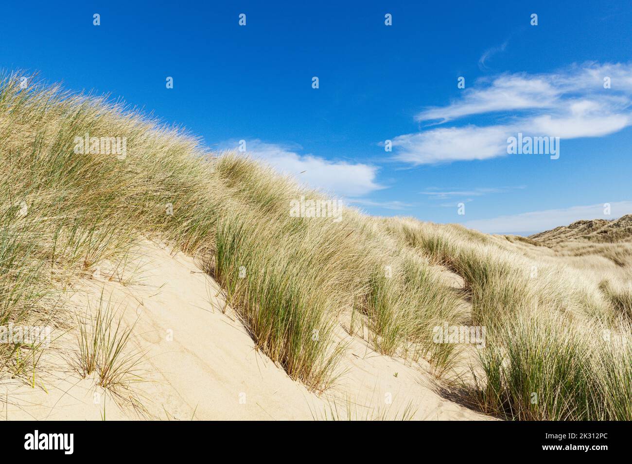 Belgien, Westflandern, De Haan, grasbewachsene Dünen im Sommer Stockfoto