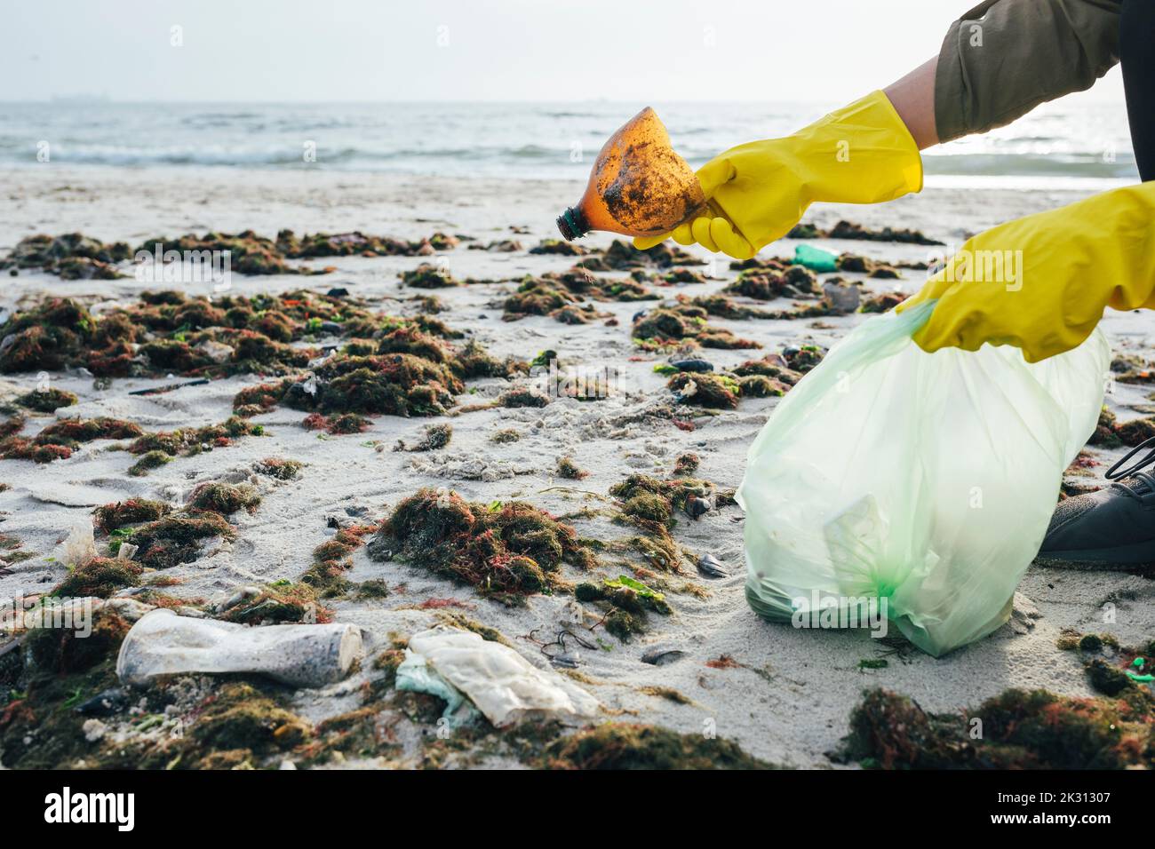 Hände einer Frau, die am Strand Plastikflaschen in einem Müllbeutel sammelt Stockfoto