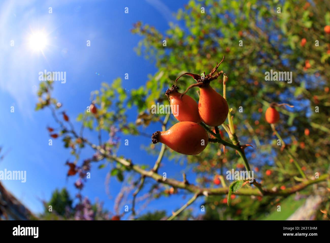 Hagebutten wachsen im Sommer Stockfoto