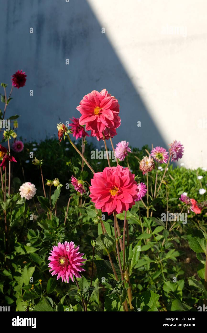 Rosa Dahlien blühen im Sommer Stockfoto