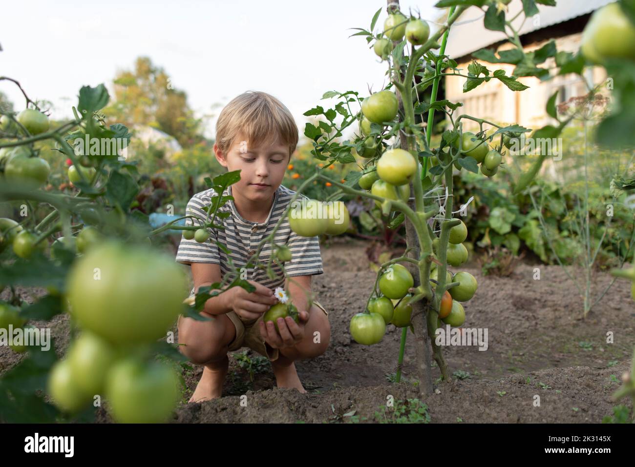 Blonde Junge hocken durch den Anbau von Tomatenpflanze im Garten Stockfoto