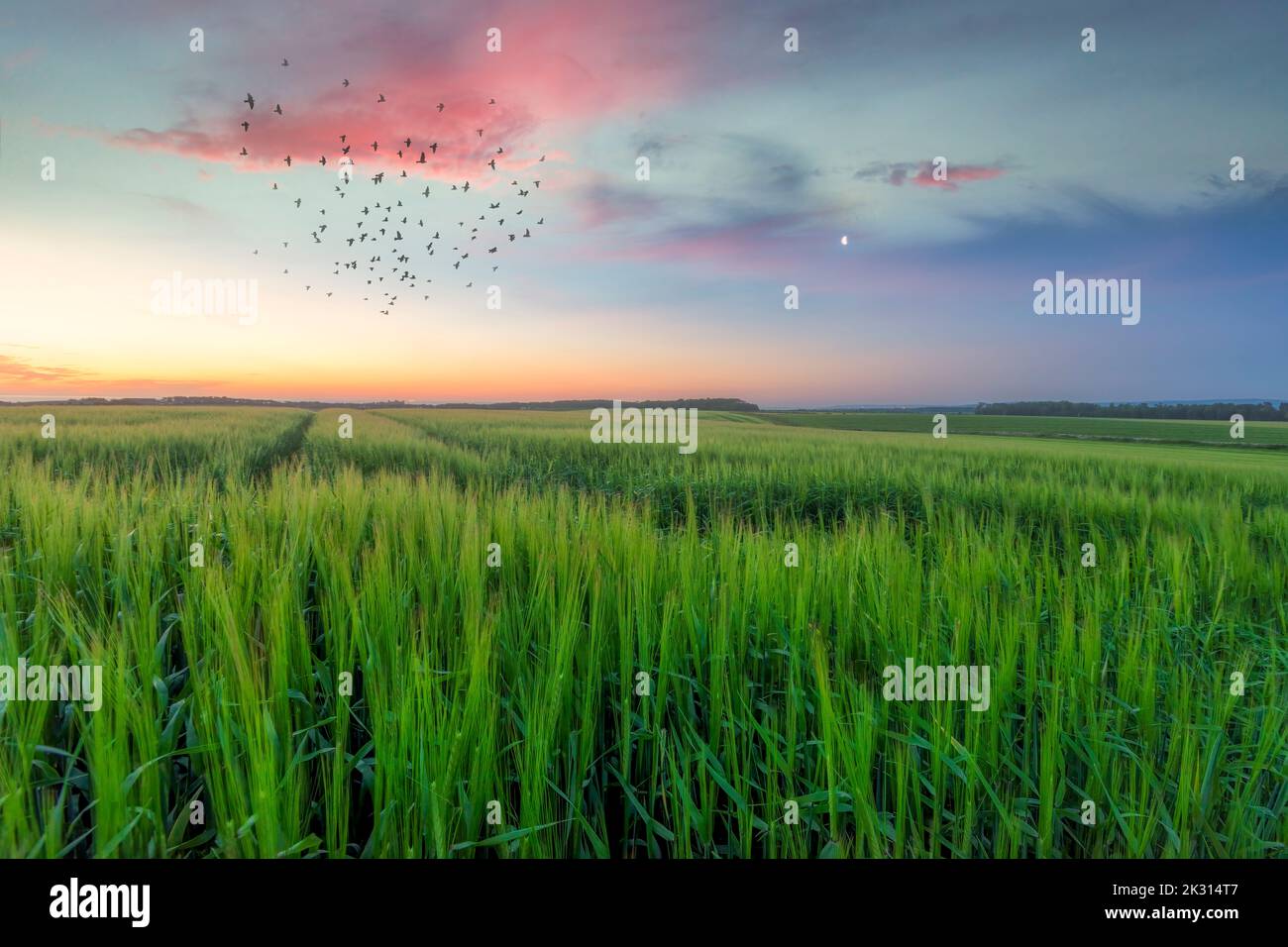 Vogelschar, der in der Abenddämmerung über grünen Pflanzen fliegt Stockfoto
